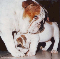 bulldog met pup
