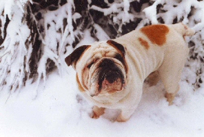 bulldog in de sneeuw